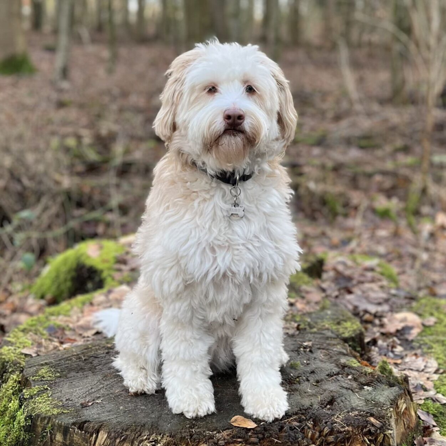 Ruby - Unsere gute Seele auf vier Pfoten